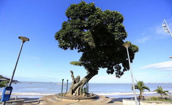 Foto da Figueira Centenária