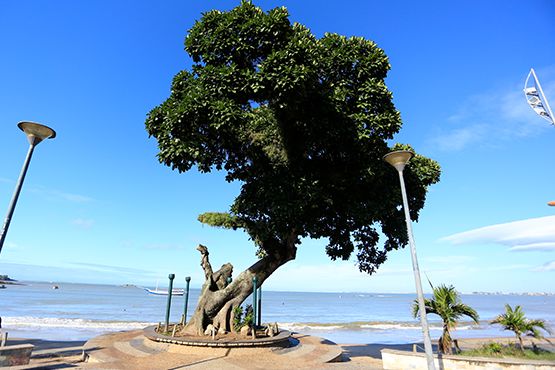 Foto da Figueira Centenária