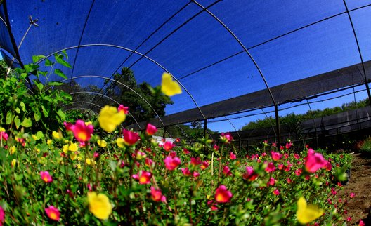 Foto de uma estufa de flores do Parque Municipal