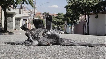 Descrição da foto