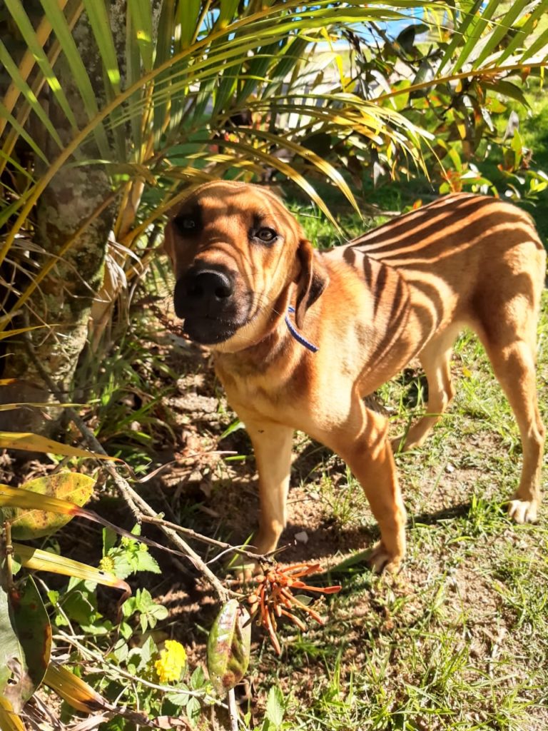 Descrição da foto