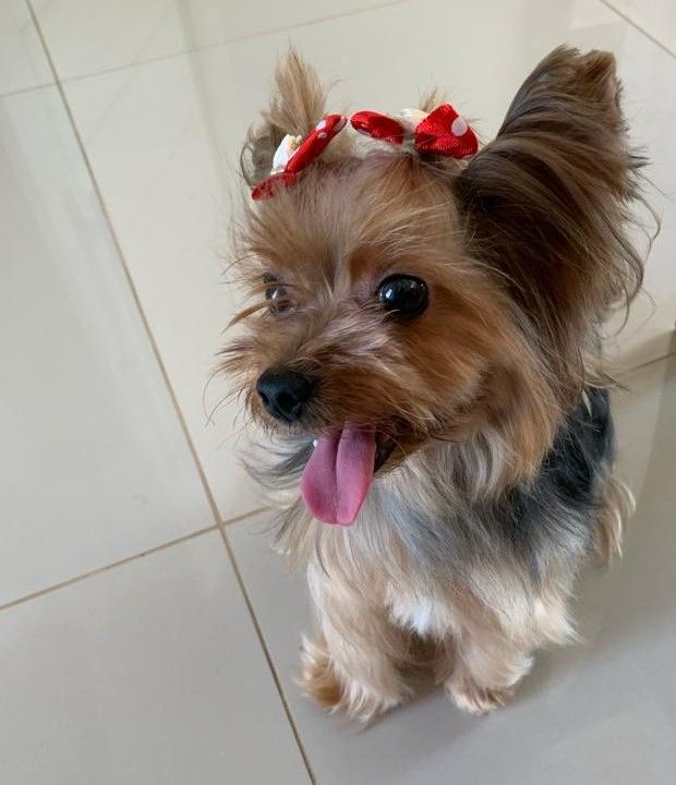 Descrição da foto