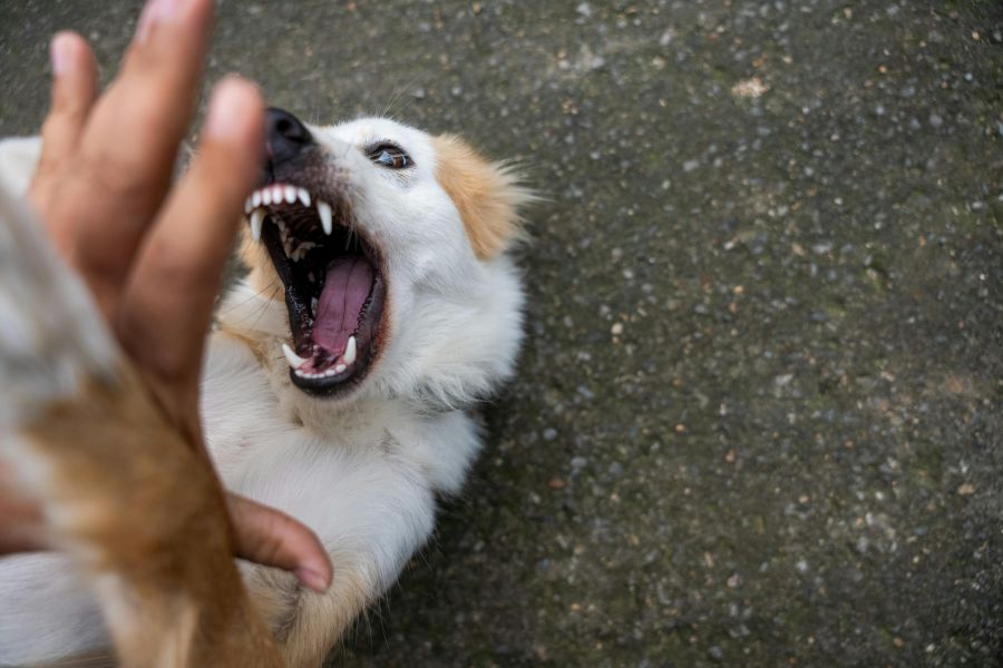 Orientação sobre prevenção à raiva após acidente com animais