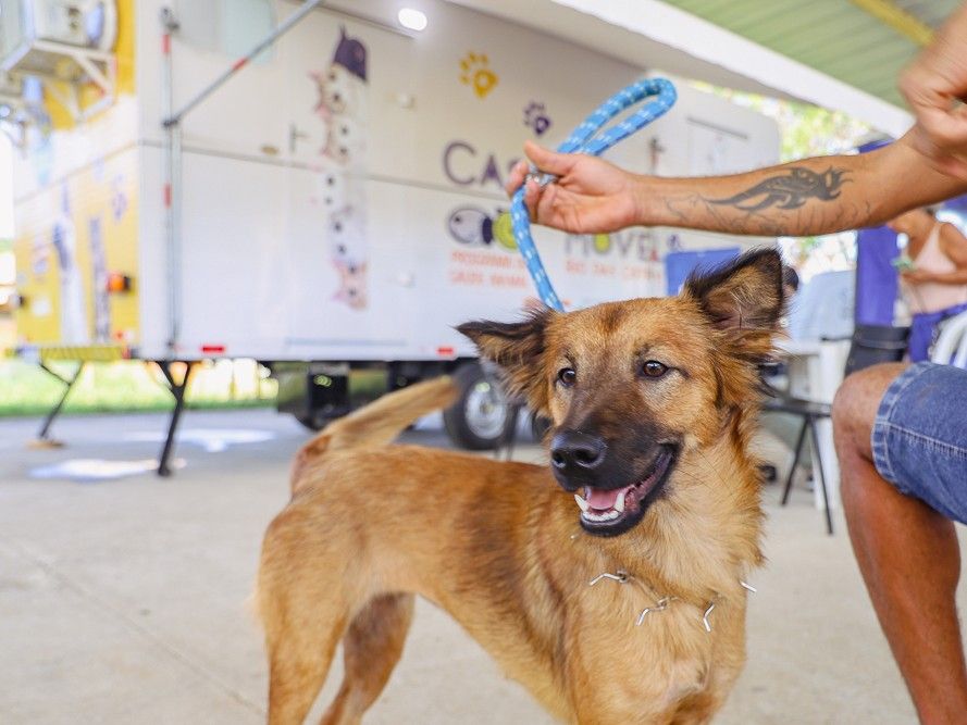 Parque Zabulão recebe Bem-Estar Animal nesta terça-feira Parque Zabulão recebe Bem-Estar Animal nesta terça-feira